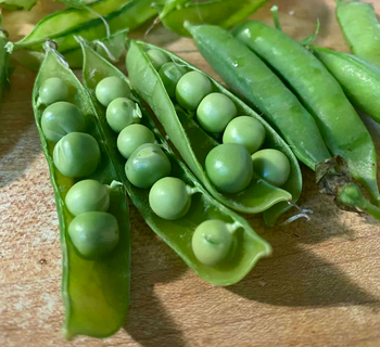 Pigeon Pea Split, Toor Dal, Yellow Split Lentils suppliers from AGRONOVA Pigeon Pea Split, Toor Dal, Yellow Split Lentils suppliers - AGRONOVA - United States