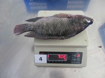 Tilapia whole round for Africa market from Lyntta International Co., Ltd Tilapia whole round for Africa market - Lyntta International Co., Ltd - China