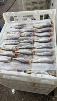 King Weakfish – Pan Ready – product photo, Seafood & Aquatic Products products found from trusted suppliers, wholesalers, manufacturers & exporters Listing