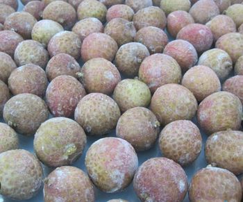 Frozen lychee Shelf Life 1 Year Flavor Natural, Icy Seasonality All Year Processing Method Iqf Ingredients 100% Lychee Lychee Variety Thieu - Toan My International Trading Investment Joint Stock Company - Vietnam