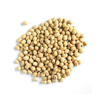 Wholesale Quality High Grade Non Gmo Organic Yellow Soybeans Delicious Soybeans Sale by Bulk Supplier from HIGHPROFILE AGRICULTURE SERVICES LIMITED Wholesale Quality High Grade Non Gmo Organic Yellow Soybeans Delicious Soybeans Sale by Bulk Supplier - HIGHPROFILE AGRICULTURE SERVICES LIMITED - Tanzania