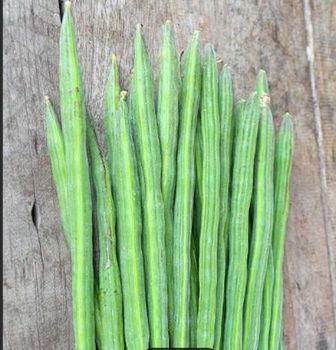 DRUMSTICK - NZ FOODSTUFF - India
