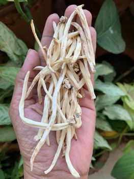 Premium Safed Musli Roots (Chlorophytum Borivilianum) - 100% Natural, Sun-Dried Indian Vitality Herb for Supplements & E - vasudhaiva exports - India