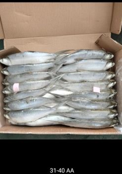 Frozen milkfish Grade Aa Glazing No Stock 2x 40" Features Fish Packing 10kg/ctn Size 200-300-500 Up Origin Asia, Indonesia - Ajaib toha putra PT - Indonesia