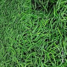 Fresh Green Chilli - Hannan agro exporters - Thailand