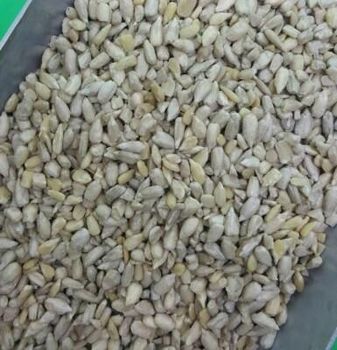 Shelled Sunflower Kernels Premium Quality Melon Seeds from SAEBYGARD AVLSGARD A/S Shelled Sunflower Kernels Premium Quality Melon Seeds - SAEBYGARD AVLSGARD A/S - Denmark