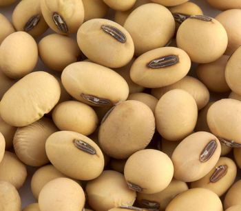 GMO Soybeans