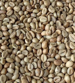 Indonesian Robusta Green Beans - PT Stardia Trade Utama - Indonesia