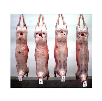 HALAL FRESH CHILLED AND FROZEN GOAT/ SHEEP / LAMB CARCASS INTO 6 CUTS FROM BRAZIL -  CALIPSO POLSKA SP Z OO  - Poland