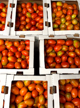Premium Roma Tomatoes, Consistent Quality, Reliable Supply Plum Tomatoes 20kg Export Carton On Sale - Sosa Merchant Solutions - Austria