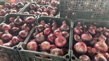Fresh onion from Khashaba Fresh onion – product photo, Fresh Sweet Onion products found from trusted suppliers, wholesalers, manufacturers & exporters Listing