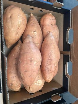 sweet potato Origin Egypt Texture Smooth Sizing Uniform Size M-L1-L2-XL Shelf Life Excellent Flavor Naturally Sweet Quality Control Strict - Alvanta Export - Egypt