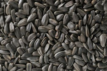 Premium Quality Sunflower Seeds – High Oil Content, Rich in Nutrients, Ideal for Food and Oil Production - THE GREEN INTERNATIONAL LIMITED - Tanzania