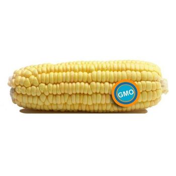 Farm Fresh Yellow Corn Sweet Corn Premium Quality Bulk Wholesale Fresh Produce - senesie mfg llc - United States