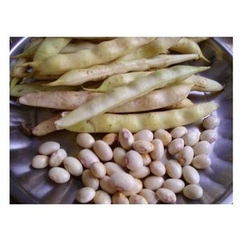Bulk Dried Large White Kidney Beans Butter White Beans Grade A Type Butter Bean Max. Moisture (%) -  CALIPSO POLSKA SP Z OO  - Poland