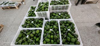 FRESH AVOCADO - BALAJI GROUP (EA) LIMITED - Uganda