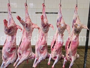 Whole goat meat (carcass) Shape bangkai Storage Type Pendingin Product Form Whole Goat Place of Origin indonesia Hygiene Thoroughly Cleaned - PT BARA ATMAJAYA SUKSES - Indonesia