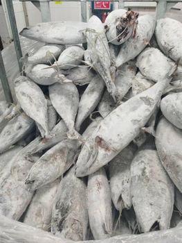 Frozen Tuna Fish - BF GLOBAL TRADING (PTY) LTD - South Africa