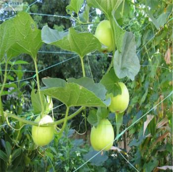 New Design 100% Natural Jute Rope Netting Eco-Friendly Jute Mesh Fabric Hemp Rope for Garden Decoration Plant Support - Wudi Xinheng Fishing Gear Co., Ltd. - China