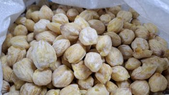 Candlenut Form Whole Grade Premium Certification - PT. Pratama Spices Indonesia - Indonesia