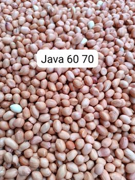 Groundnut kernel Java 80-90 Form Whole Origin India Packaging Size 50 kg Degree of Processing Natural - PORUS AGRI EXPORT - India