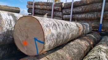 FRESH CUT BEECH LOGS Grade AA Invoice Length 5.0 M Standard Length 5.2 M Place of Origin LATVIA Volume Measurement M3 Jas - BPW TIMBER LTD - Cameroon