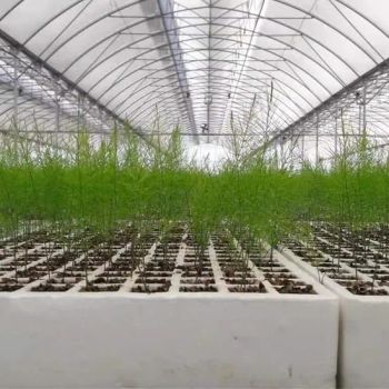 Good Price Plastic Vegetable Polycarbonate Garden Tunnel Hydroponics System Greenhouse Film Greenhouses - Henan Yutuo Agricultural Technology Co., Ltd - China