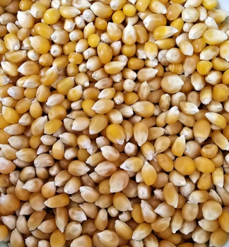 New Crop Pop Corn For Sale - KAFAIN CONSULTANCY LTD - United Kingdom