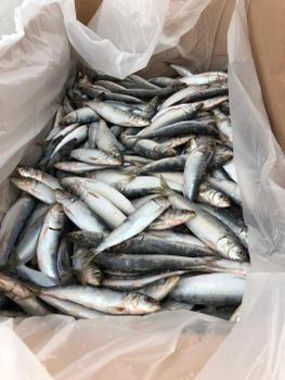 Frozen Sardine Whole Round from MOONHORIZON PTE LTD Frozen Sardine Whole Round – product photo, Frozen Red Fish products found from trusted suppliers, wholesalers, manufacturers & exporters Listing