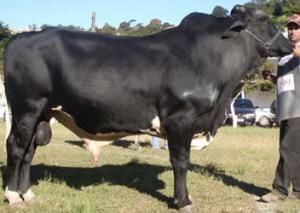 Girolando Cows livestock Origin Europe Type Livestock Pricing Best Price Quality High Quality Delivery Fast Delivery Support Availability 24/7 Available - NUTRIDIET LDA - United Kingdom