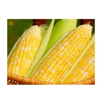 Farm Fresh Sweet Corn Fresh Yellow Corn on Cob Wholesale Bulk Export QualityFarm Fresh Sweet Corn Fresh Yellow Corn on C - senesie mfg llc - United States