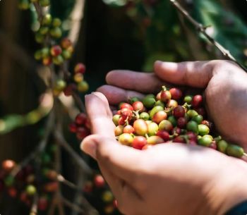 Green Coffee Beans - Auralite Global - Pakistan