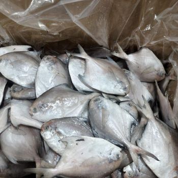 frozen white pomfret - Fujian haoyuan food co.,ltd - China