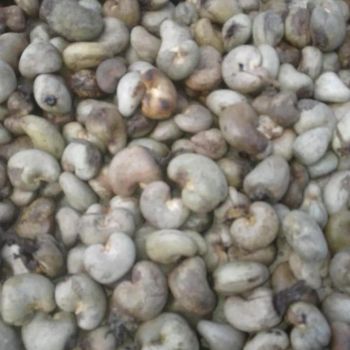 Cashew Kernel Origin Vietnam Price Per Kilogram 3.4 Usd - PT. Indon Kopi Nusantara - Indonesia