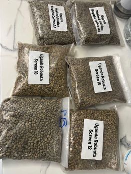 ARABICA COFFEE BEANS, BUGISU AA - CONSONANCE COFFEE UGANDA LIMITED - Uganda