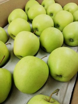 Fresh Gala Apple / Fuji Apples Supplier -  JAC SEEDS & OIL TRADING (PTY) LTD - South Africa