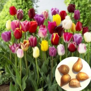 Yujinxiang natural tulip flower bulbs hybrid tulipa gesneriana bulb seeds for planting - FUYANG BESTOP IMPEX CO., LTD. - China