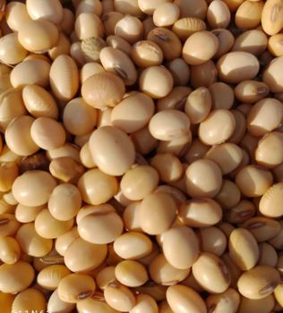 SOYBEAN - JRholdings Sarl/ Boss Aproche Agricole - Togo