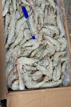 Shrimp - Amin jamali trading - Iran