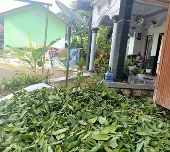CASSIA ALATA Grade FOOD GRADE Packaging Details PP BAGS Place of Origin INDONESIA Drying Process SUN DRIED, - PT  BUANA ALAM LESTARI - Indonesia