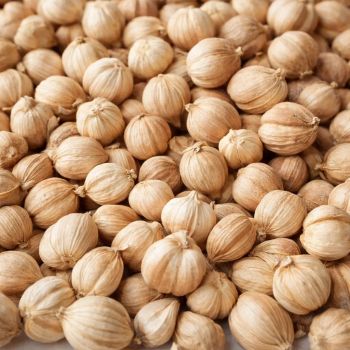 Premium Indonesian White Cardamom - PT Sumber Niaga Alam Sejahtera - Indonesia