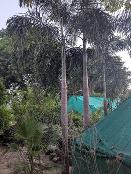 Foxtail palm huge stock available clear trunk is 3 metre and the total plants height with leafs is almost 5 metre - Green land nursery farm and landscape company - Pakistan