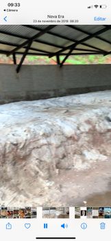 cow salted hide - Agrocouro Ltda. - Brazil