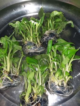 Tissue Cultured Banana Seed – product photo, Soya Bean Seed products found from trusted suppliers, wholesalers, manufacturers & exporters Listing