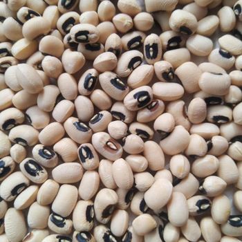 Best Selling Highest quality Natural Dry Black eye Beans Madagascar Product Bulk Black eye Kidney Bean for food - EXPO COMMODITIES (VIET NAM) COMPANY LIMITED - Vietnam
