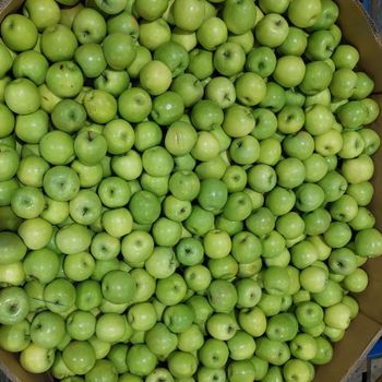 Fresh Quality Granny Smith Apples for sale from NINE FRUITS EXPORTS (PTY) LTD Fresh Quality Granny Smith Apples for sale - NINE FRUITS EXPORTS (PTY) LTD - South Africa