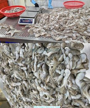 High-Quality Frozen Baby Octopus (Whole Cleaned) for Export - Smart Agri GmbH - Germany