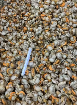 frozen scallops Weight (kg) - PT HOKI FOREVER INDONESIA - Indonesia