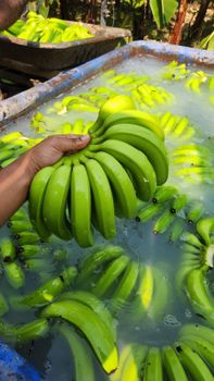 Fresh cavendish bananas - BF GLOBAL TRADING (PTY) LTD - South Africa