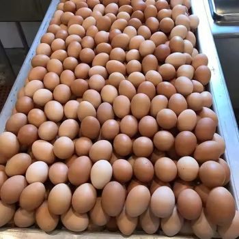 Hatching Eggs Ross 308 Premium Quality with Fast Delivery from trusted suppliers at wholesale prices from Banyen Inter Corp Hatching Eggs Ross 308 Premium Quality with Fast Delivery from trusted suppliers at wholesale prices - Banyen Inter Corp - Thailand